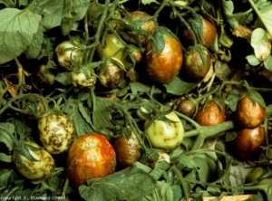 Numerous small brown to black necrosis on green fruits, more diffuse on ripe fruits.  <b> Alfalfa mosaic virus </b> (<i> Alfalfa mosaic virus </i>, AMV)