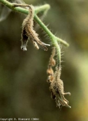 Stalks and flowers invaded by <b> <i> Botrytis cinerea </i> </b> turned brown and became covered with a characteristic gray mold.  (gray mold, gray mold)