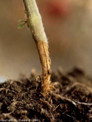 Dry beige to light brown canker at the neck of a young plant.  <b> <i> Botrytis cinerea </i> </b> (gray mold, gray mold)