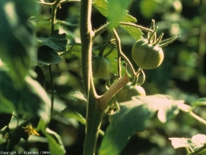 botrytis_tomate_DB_174