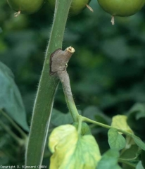 Early deterioration on the stem, dark brown covered with a dark gray mold.  <b> <i> Botrytis cinerea </i> </b> (gray mold, gray mold)