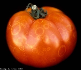 Yellowish to diffuse white rings on ripe fruits.  <b> <i> Botrytis cinerea </i> </b> (gray mold, gray mold)