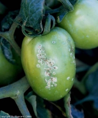 Small white spots, brown in the center (having the appearance of a bird's eye).  <b> <i> Clavibacter michiganensis </i> subsp.  <i>michiganensis</i> </b> (bacterial canker)