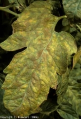This chlorotic leaflet is completely contaminated, it is covered by the olive-brown fruiting bodies of the fungus.  <i> <b> Passalora fulva </b> </i> (<i> Mycovellosiella fulva </i> or <i> Fulvia fulva </i>) (cladosporiosis, leaf mold)