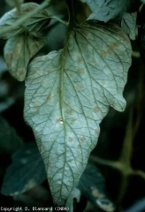 On the underside of the leaf blade, the diffuse yellowish spots gradually become covered with fruiting bodies.  These first appear white and then olive brown from <i> <b> Passalora fulva </b> </i> (<i> Mycovellosiella fulva </i> or <i> Fulvia fulva </i>) ( cladosporiosis, leaf mold).