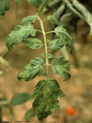 <b>Tobacco mosaic virus</b> (<i>Tobacco mosaic virus</i>, TMV)