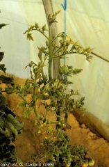 Numerous small leaflets giving the plant a puny appearance.  <b> Yellow leaf curl virus </b> (<i> Tomato yellow leaf curl virus </i>, TYLCV)
