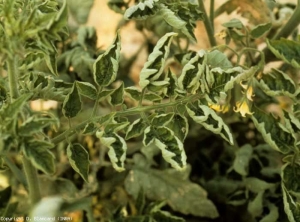 Leaflets more or less curved.  <b> Yellow leaf curl virus </b> (<i> Tomato yellow leaf curl virus </i>, TYLCV)