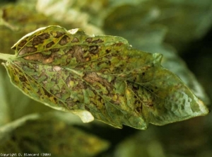 Necrotic brown interveinal spots on the upper surface of a leaflet.  <b> Potato virus Y </b> (<i> Potato virus Y </i>, PVY).  Necrogenic strain.