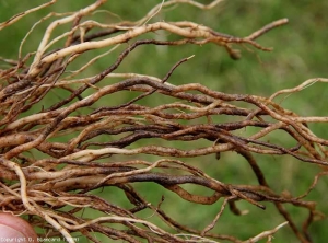 The attack level of <b> <i> Pyrenochaeta lycopersici </i> </b> on this root system is much greater: the corky sleeves are much more evolved and marked.