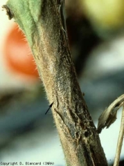 Part of canker well delimited, strewn with a multitude of black dots (fruiting bodies).  <b> <i> Didymella lycopersici </i> </b> (<i> Didymella </i> canker, <i> Didymella </i> stem canker and fruit rot)