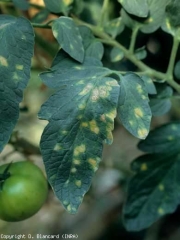 Some of these chlorotic spots start to turn brown and necrode.  <b> <i> Leveillula taurica </i> </b> (internal powdery mildew)
