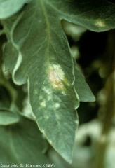 <b> <i> Leveillula taurica </i> </b> (internal powdery mildew) fruit exceptionally on the upper surface of leaflets when climatic conditions are very favorable.