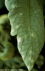 There is sometimes a discreet white down on the underside of the leaf blade of oidized leaflets.  <b> <i> Leveillula taurica </i> </b> (internal powdery mildew)