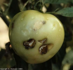 Large "often open" brown spots, chlorotic on the periphery.  <b> Hail damage </b>