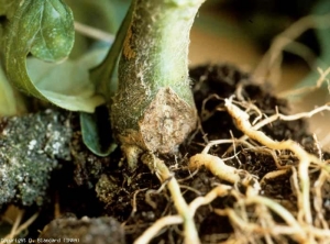 A corky burst is visible at the foot of this tomato.  <b> Corky collar and pivot </b> (corky crown)