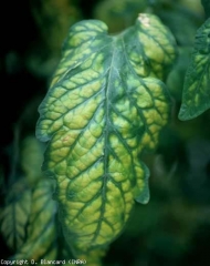 The interveinal yellowing is homogeneous.  <b> Magnesium deficiency </b>
