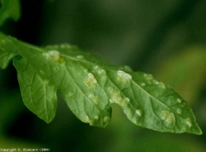 Several white moist warts (= "islands" of cells swollen with water = edemas) are visible on the underside of this leaflet;  some of them are located along the ribs.  <b> Intumescences </b> (edema)