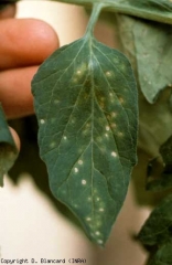 The chlorotic spots end up necrosis, then they acquire a beige tint.  <b> Intumescences </b> (edema)