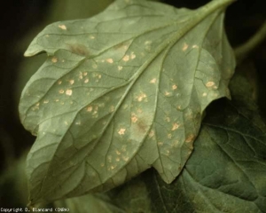 Once the islands of cells ("Edemas") burst, the leaf tissues gradually heal and then take on a beige tint.  <b> Intumescence </b> (edema)