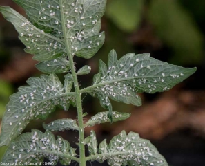 A multitude of white <b> whiteflies </b> cover these leaflets.  <b> In the presence of sooty mold, remember to incriminate the pests </b>