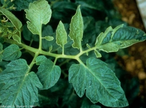 The silvering is in this case unilateral;  it only affects the leaflets on one side of that leaf.  <b> Silvering </b> (silvering)