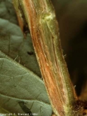 Marked browning of the vessels which have darker streaks in places.  <b> <i> Fusarium oxysporum </i> f.  sp.  <i>lycopersici</i> </b>