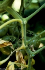 The yellowing progressively gains several petioles located on one side of the leaf rachis.  <b> <i> Fusarium oxysporum </i> f.  sp.  <i>lycopersici</i> </b> (Fusarium wilt, <i> Fusarium </i> wilt)