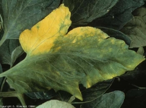 Chlorosis is now manifest, and its one-sided character is typical of vascular disease. <i><b> Fusarium oxysporum f.  sp.  lycopersici </b></i>(fusarium, Fusarium wilt)