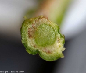 A transverse section of the stem shows locally a rather marked browning of the vessels.  The marrow is not affected.  <b> <i> Fusarium oxysporum </i> f.  sp.  <i>lycopersici</i> </b> (Fusarium wilt, <i> Fusarium </i> wilt)