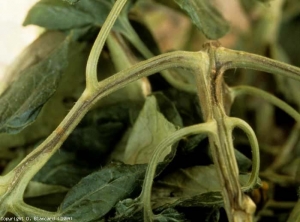 Longitudinal browning on the rachis of a leaf.  <i> <b> Pseudomonas corrugata </b> </i> (black pith, tomato pith necrosis)