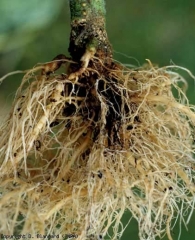A moist, brown canker develops in the lower part of the stem and at the taproot.  The roots emerging in this area degrade and also turn brown <i> <b> Phytophthora nicotianae </b> </i>.
