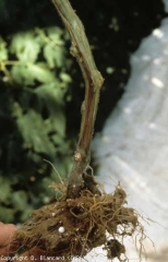 Reduced root system, brown and rotten, chocolate brown vessels in the lower parts of the stem.  <b> <i> Fusarium oxysporum </i> f.  sp.  <i> radicis-lycopersici </i> (FORL) </b> (<i> Fusarium </i> crown and root rot)
