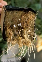 Browning of all the roots contained in a rock wool cube.  <b> <i> Fusarium oxysporum </i> f.  sp.  <i> radicis-lycopersici </i> (FORL) </b> (<i> Fusarium </i> crown and root rot)