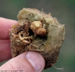 A hilly, yellowish, superficially corky tumor formed on from the roots on the surface of a rock wool slab.  <i> <b> Rhizobium radiobacter </b> </i> (<i> Agrobacterium tumefaciens </i>, bacterial neck tumor, crown gall)