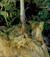 Closer, we find that this lesion is wet, blackish, and that it surrounds and strangles the stem for several centimeters.  <b> <i> Phytophthora nicotianae </i> </b> (root and basal rots, foot and root rot)