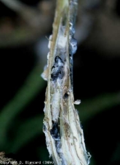 A longitudinal cut of the basal part of the stem, located at the level of a beige, dry chancre, reveals black sclerotia in the marrow.  <b> <i> Sclerotinia sclerotiorum </i> </b> (sclerotinioses, <i> Sclerotinia </i> basal stem canker)