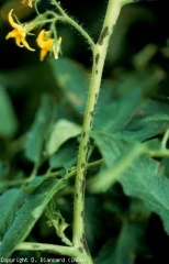 More elongated, brown to black lesions are seen on the stems and petioles.  <b> <i> Xanthomonas campestris </i> pv.  <i>vesicatoria</i> </b> (bacterial scab, bacterial spot)