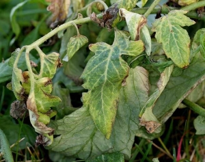 Yellowing of the leaves accompanied by necrosis on the periphery of these.  <b> Phytotoxicity </b>