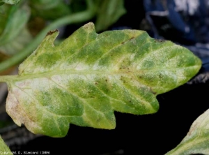 Tissues near the midrib and a few secondary veins have taken on a whitish tint.  <b> Phytotoxicity </b>