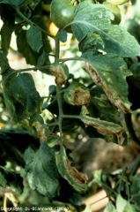 Several leaflets located on one side of this leaf are affected.  This distribution betrays the vascular character of verticillium wilt.  <b> <i> Verticillium dalhiae </i> </b> (verticillium wilt, <i> Verticillium </i> wilt)