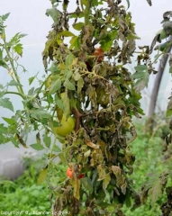 This tomato plant is almost entirely mildew.  Many leaves are brown and necrotic.  Sections of the stem show a brown-black coloration.  <i> <b> Phytophthora infestans </b> </i> (late blight)