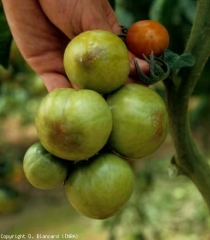 Several moist, rapidly necrotic lesions are spreading at the tips of several of these green fruits.  <b> Blossom-end rot </b>