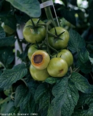 These fruits show a large alteration located around their stylar scar.  This is dark brown to black, well defined and slightly concave.  <b> Blossom-end rot </b>