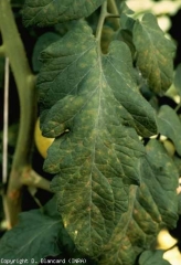 Tiny brown lesions, chlorotic on the periphery, rather located near the veins of this leaflet.  <b> Phytotoxicity </b>