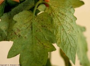 The necrotic lesions, small and sometimes connected to the veins of the lamina, are rather metallic in color.  <b> Various phytotoxicities </b>