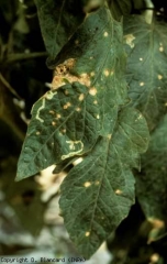 Small round, beige spots on the upper side of the leaflets.  <b> <i> Penicillium </i> sp. </b>