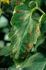 Leaflet covered with numerous brown spots with a metallic sheen (under cover).  <b> Undetermined necrotic spots </b>