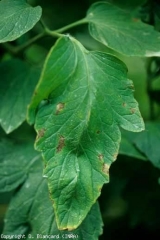 A few brown spots develop on this leaflet.  <b> Undetermined necrotic spots </b>