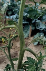 A few <b> aphids </b> are visible on the stem of this tomato plant.